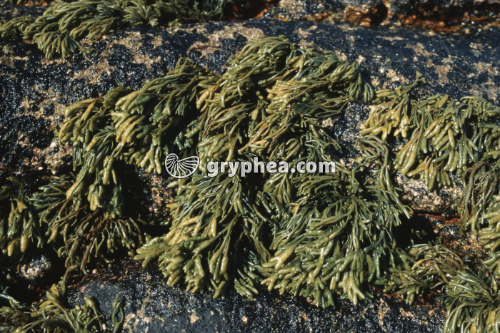 Pelvéties juste après leur exondation (Pelvetia canaliculata) - gryphea.org